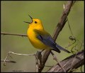 _6SB9919 prothonotary warbler